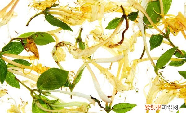 金银花什么时候种植，金银花苗什么季节时候可以种植呢