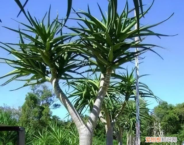 养了一棵花，爆了“一窝崽”，漂亮又好养，就是不值钱