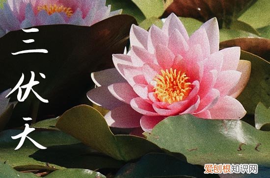 2023年小暑是几月几日