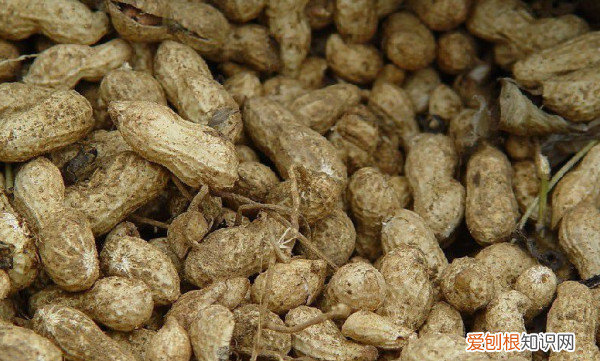 花生有几种叫法,花生还有什么名字