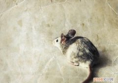 高层建筑中,家里小老鼠是如何进来的呢