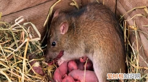 高层建筑中,家里小老鼠是如何进来的呢