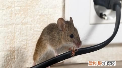 高层建筑中,家里小老鼠是如何进来的呢