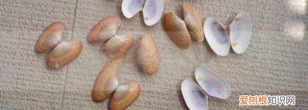 花甲壳属于干垃圾，花甲壳属于什么垃圾