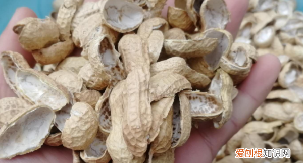 花生壳是什么垃圾分类，花生壳属于什么垃圾分类广州