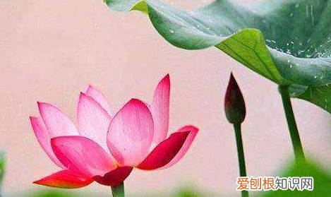 更作荷心万点声什么意思，一雨池塘水面平,淡磨明镜照檐楹