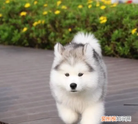 阿拉斯加几个月才不算幼犬，几个月开始给阿拉斯加吃钙片