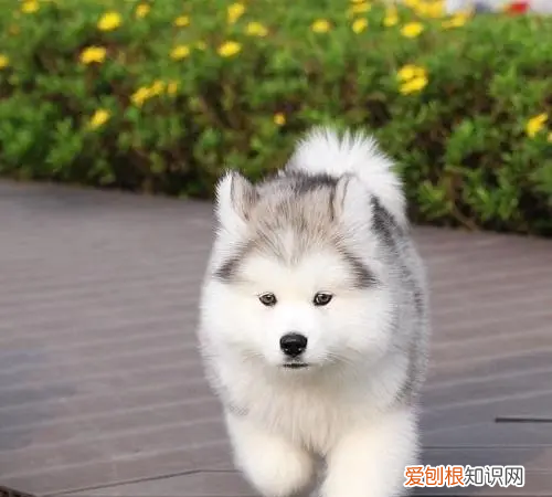 阿拉斯加几个月才不算幼犬，几个月开始给阿拉斯加吃钙片