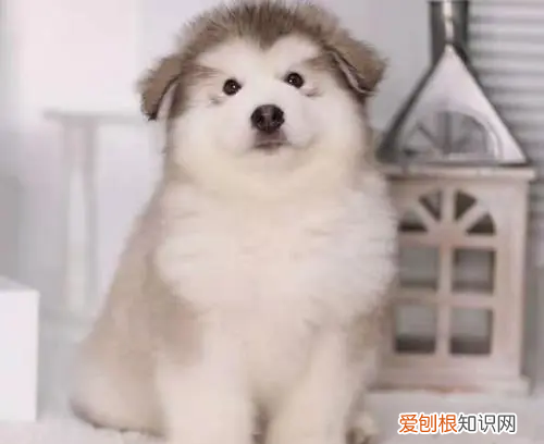 阿拉斯加几个月才不算幼犬，几个月开始给阿拉斯加吃钙片