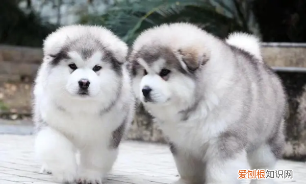 阿拉斯加几个月才不算幼犬，几个月开始给阿拉斯加吃钙片