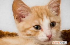 帕丁臭味净可以给猫用，狗狗体外驱虫药可以给猫咪用吗