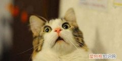 猫咪肾病能治好，猫得了肾病能治愈吗