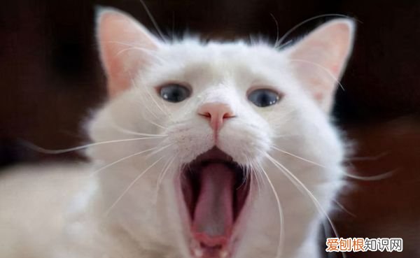猫咪肾病能治好，猫得了肾病能治愈吗