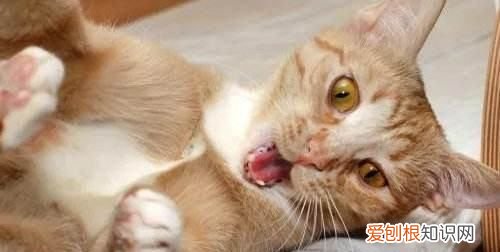 猫咪肾病能治好，猫得了肾病能治愈吗