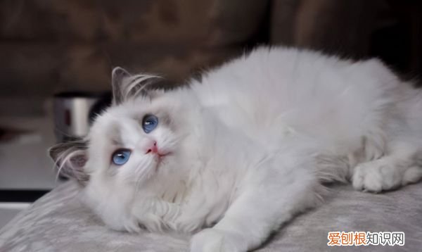 猫咪肾病能治好，猫得了肾病能治愈吗