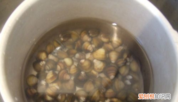 文蛤如何清洗，如何清洗“文蛤”
