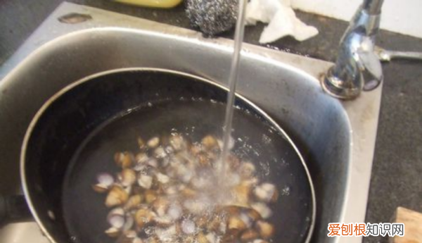 文蛤如何清洗，如何清洗“文蛤”