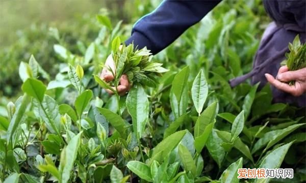 贡眉和寿眉的区别，贡眉和寿眉和白牡丹的区别