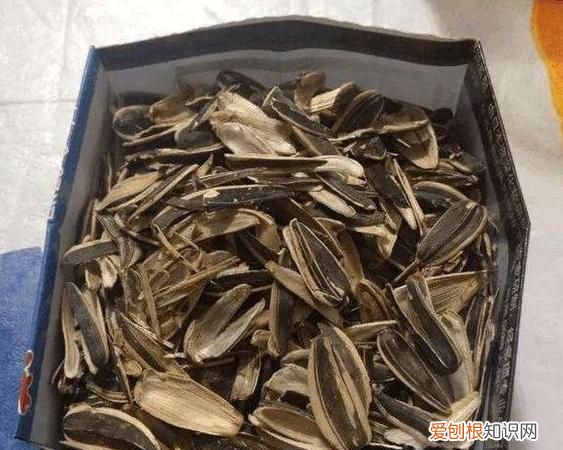 瓜子壳属于什么垃圾，香瓜子壳是属于什么垃圾