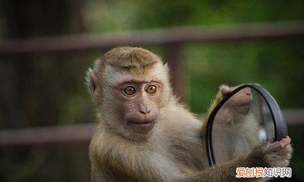 花生是什么垃圾分类，花生的壳属于什么结构