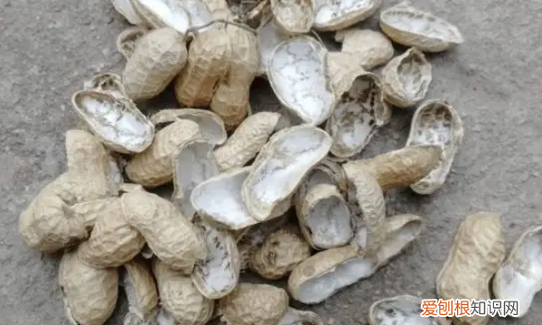 花生是什么垃圾分类，花生的壳属于什么结构