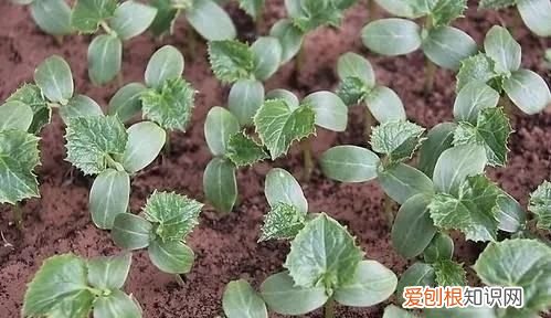 我种植黄瓜的心愿,种菜的地里好多蚂蚁怎么去除