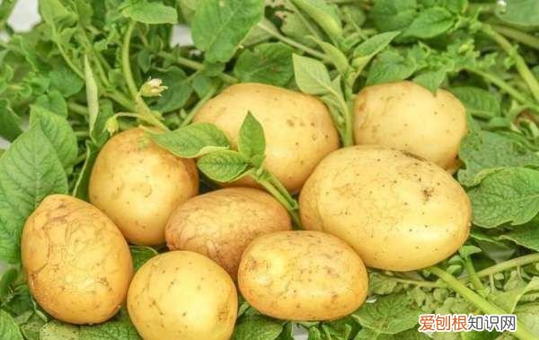 我种植黄瓜的心愿,种菜的地里好多蚂蚁怎么去除