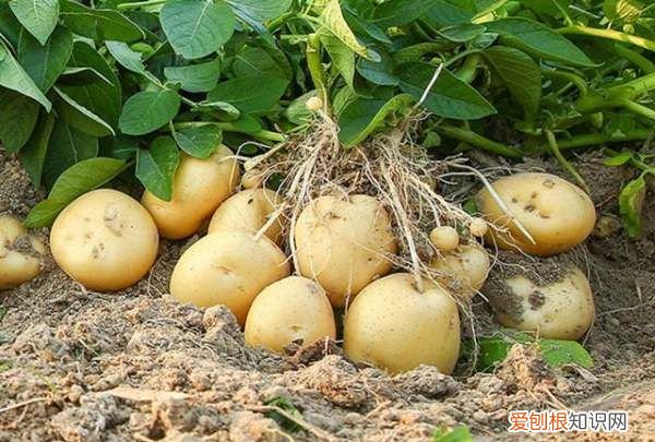 我种植黄瓜的心愿,种菜的地里好多蚂蚁怎么去除