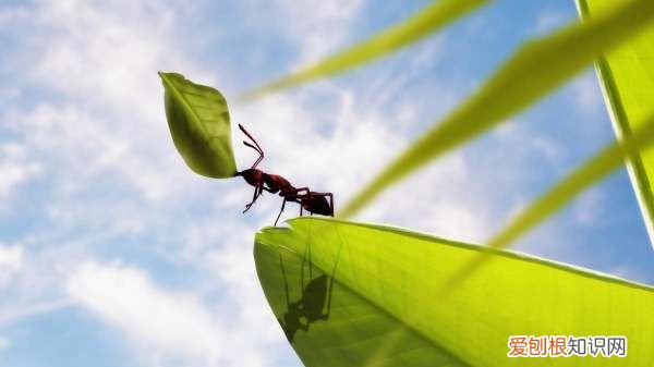 我种植黄瓜的心愿,种菜的地里好多蚂蚁怎么去除