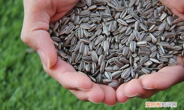 把瓜子当饭吃会发胖吗,瓜子的脂肪酸对肝脏有害吗