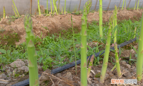 芦笋怎么种植方法,芦笋第二年苗怎么移种
