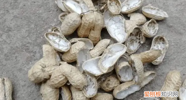 花生壳属于什么垃圾,花生壳是什么垃圾分类上海