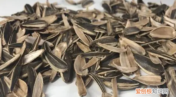 瓜子壳属于什么垃圾啊,瓜子壳是什么垃圾分类上海