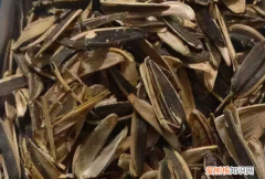 瓜子壳属于什么垃圾啊，瓜子壳是什么垃圾分类上海