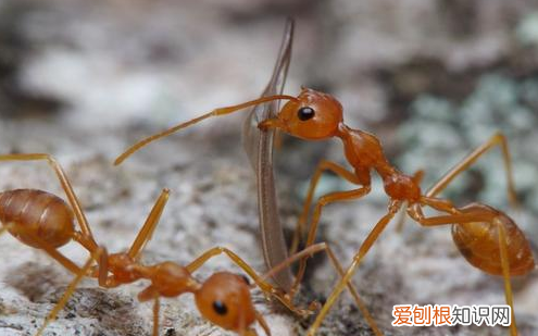 花盆里有蚂蚁怎么根除，花盆里有蚂蚁怎么处理用什么药