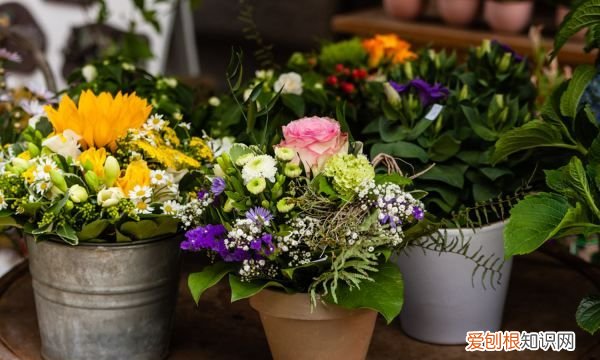 花盆里有蚂蚁怎么根除，花盆里有蚂蚁怎么处理用什么药