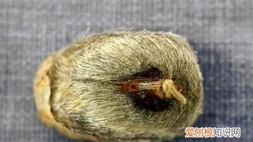 一味麝香的作用与功效 中药 麝香