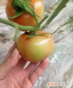 太空番茄是什么，为什么太空番茄叶少呢