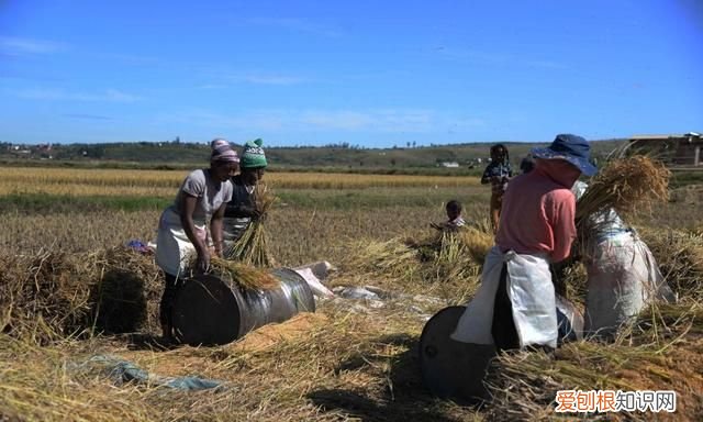 非洲人眼中的袁隆平