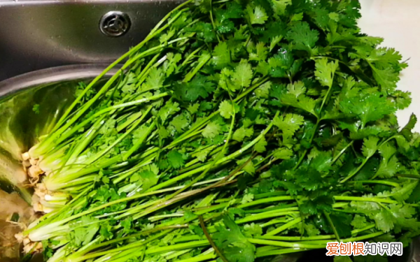 香菜吃不完怎么储存,吃不完的香菜怎么保存
