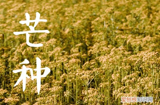 芒种下雨有什么说法,芒种下雨预示着什么