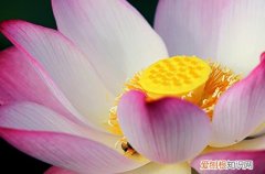 2023年什么时候进入三伏天 2023年三伏天最后一天是几号