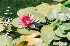 2023三伏天是几号开始 2023年的三伏天是哪个时间段