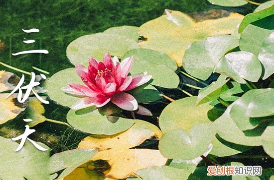 2023三伏天是几号开始 2023年的三伏天是哪个时间段