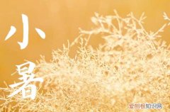 2023年小暑几点几分 2023小暑是哪一天
