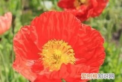 花俏是什么意思，好花俏是什么意思