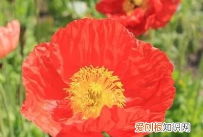 花俏是什么意思,好花俏是什么意思