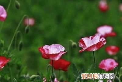 花俏是什么意思,好花俏是什么意思