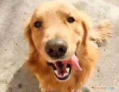 狗狗身上长了个大包诊断为囊肿