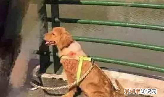 狗狗身上长了个大包诊断为囊肿